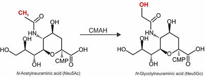 Hydroxylation of N-acetylneuraminic Acid Influences the in vivo Tropism of N-linked Sialic Acid-Binding Adeno-Associated Viruses AAV1, AAV5, and AAV6